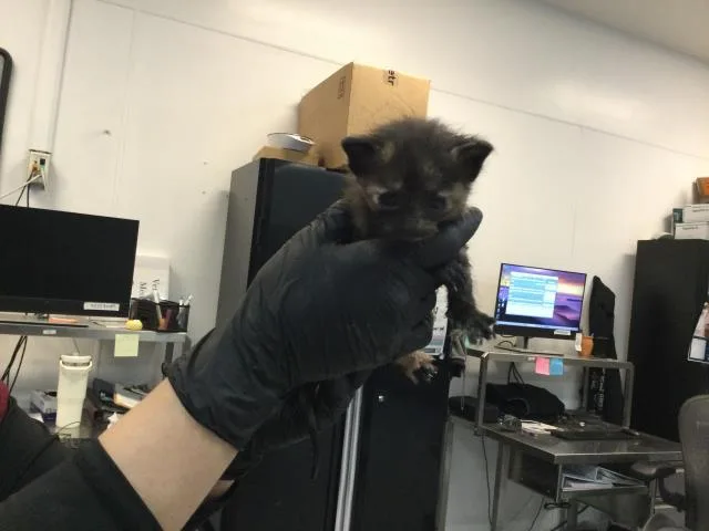A baby small-sized female Domestic Short Hair cat named Inky for adoption in Thousand Palms, CA