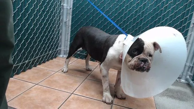 An adult large-sized female Pit Bull Terrier dog named Joy for adoption in Downey, CA