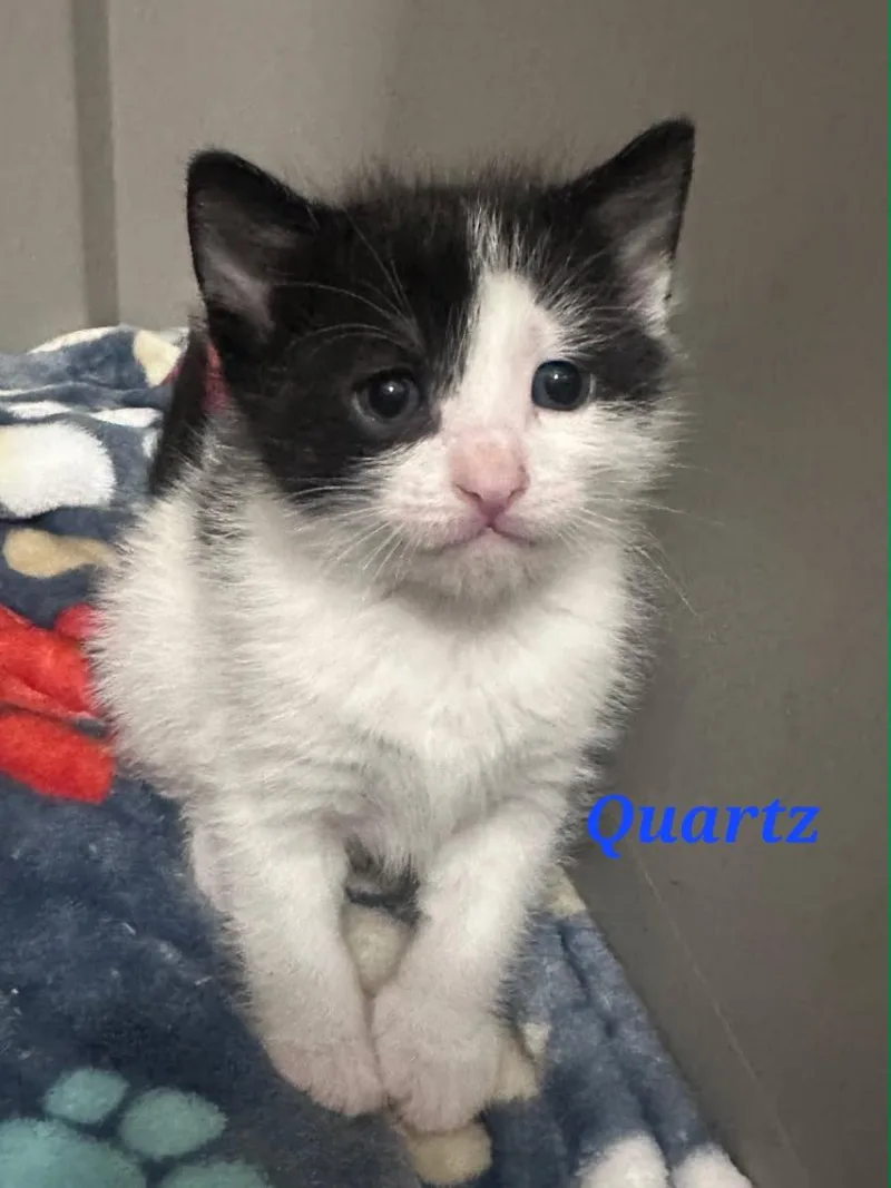 A baby small-sized male Domestic Short Hair cat named Quartz for adoption in merrillville, IN
