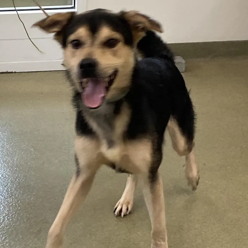 An adult medium-sized male Black Mixed Breed dog named 71455 for adoption in Harrisonburg, VA