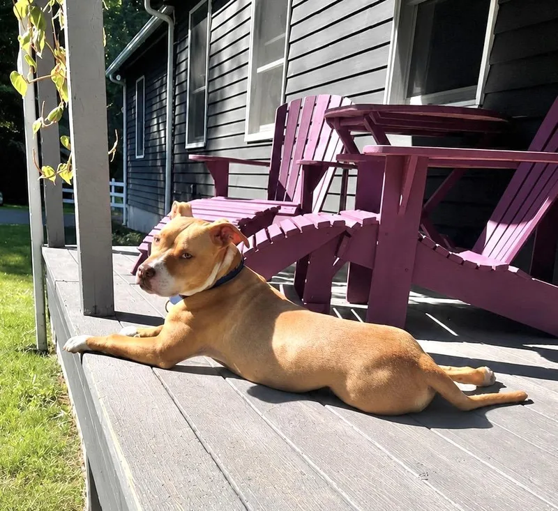 A baby large-sized male American Staffordshire Terrier dog named Burnie  Located in for adoption in Princeton, MA