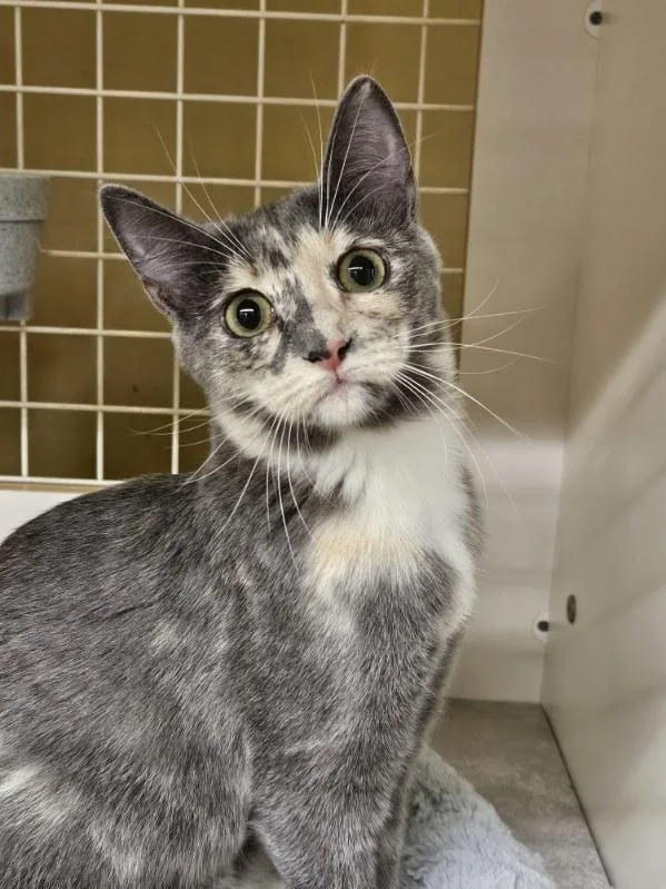 A young medium-sized female Tortoiseshell Domestic Short Hair cat named Dilly for adoption in Fort Worth, TX