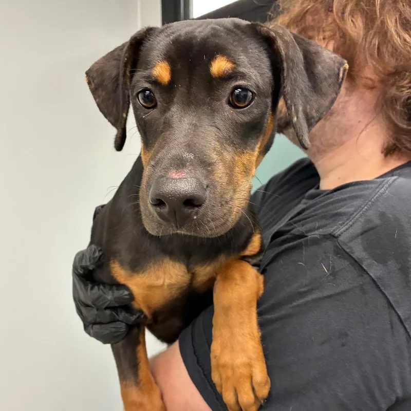 A young medium-sized female Rottweiler dog named Dora for adoption in Abilene, TX