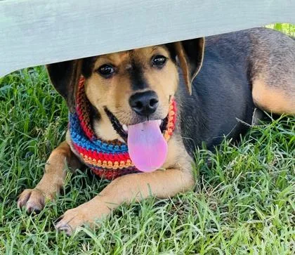 A young small-sized female Chihuahua dog named Girly Pop $ for adoption in Seneca, SC
