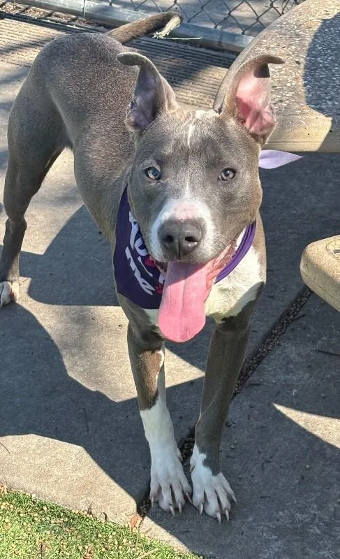 A baby medium-sized male Gray / Blue / Silver Pit Bull Terrier dog named Archie for adoption in Van Nuys, CA