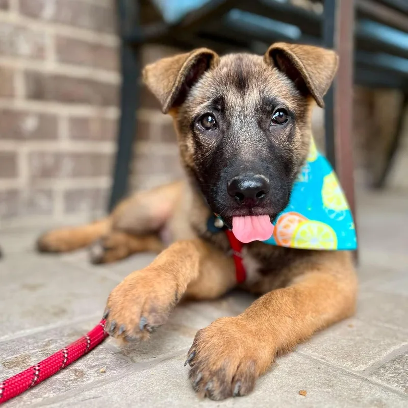 Piper