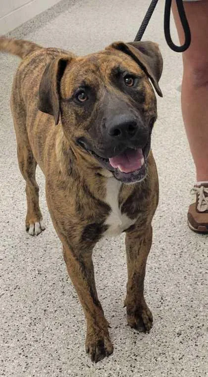An adult large-sized male Mixed Breed dog named Kentucky for adoption in Kansas City, MO