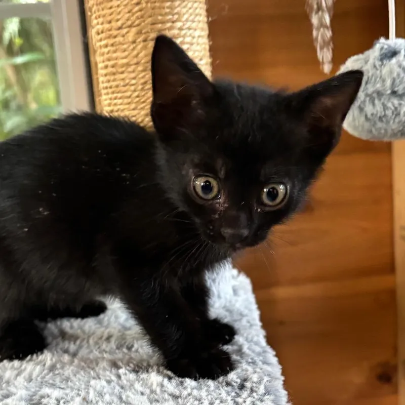 A baby small-sized female Black Domestic Short Hair cat named Oreo for adoption in Jupiter, FL