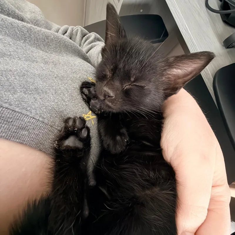 Oreo thumbnail 3