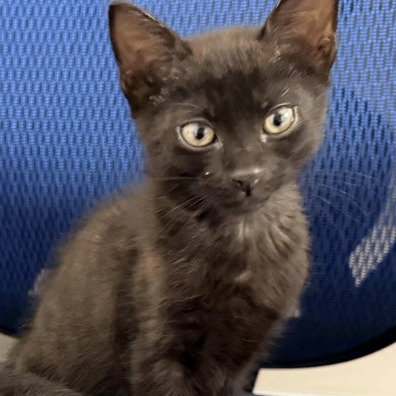 Oreo thumbnail 6