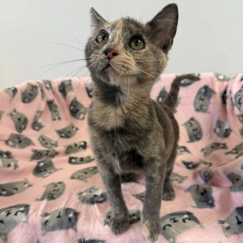 A baby small-sized female Tortoiseshell Domestic Short Hair cat named Tanya for adoption in Houston, TX