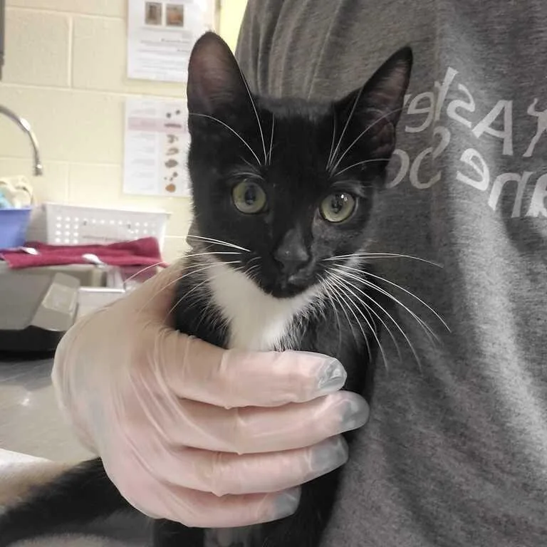 A baby small-sized male Black Domestic Short Hair cat named Jack Hodgins for adoption in Asheville, NC