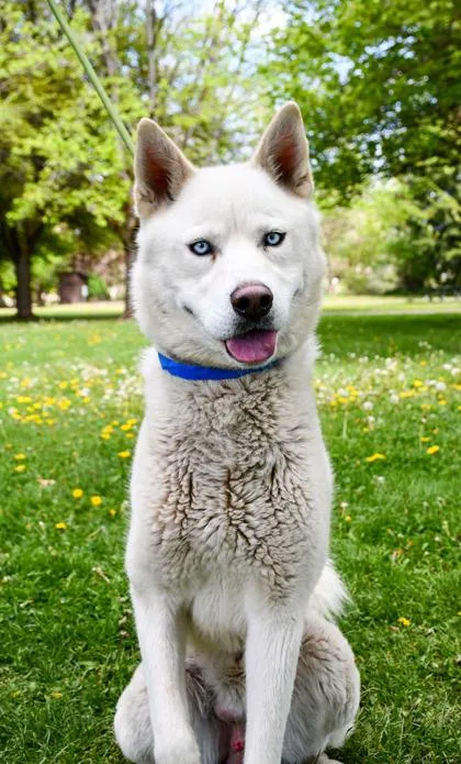 An adult medium-sized male Siberian Husky dog named Rogue for adoption in Yakima, WA
