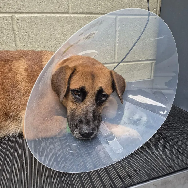 An adult medium-sized female Brown / Chocolate Mixed Breed dog named StrayMarlboroAvenue for adoption in Columbus, GA