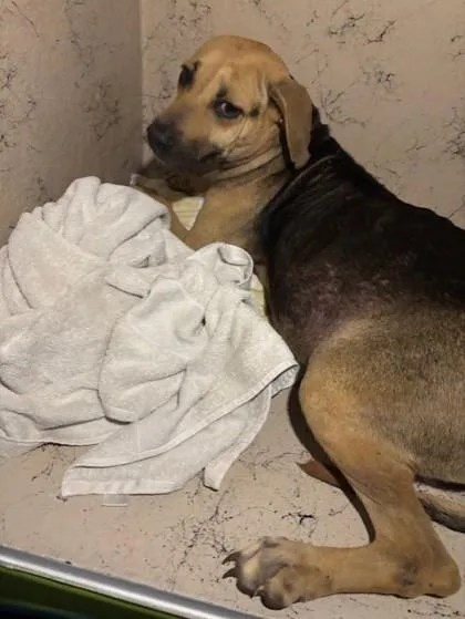 An adult medium-sized female Black Mouth Cur dog named Patsy for adoption in Honolulu, HI