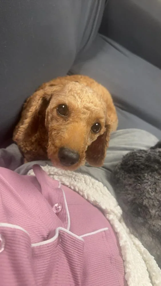 Reba thumbnail 2