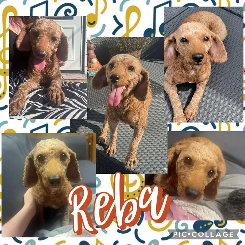 Reba thumbnail 3