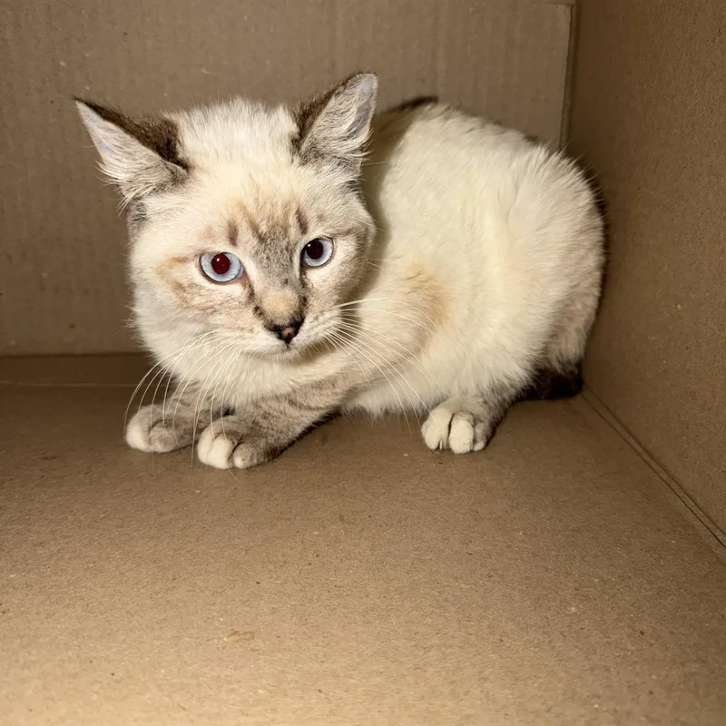 A young medium-sized male Domestic Short Hair cat named Gromit for adoption in Tucson, AZ
