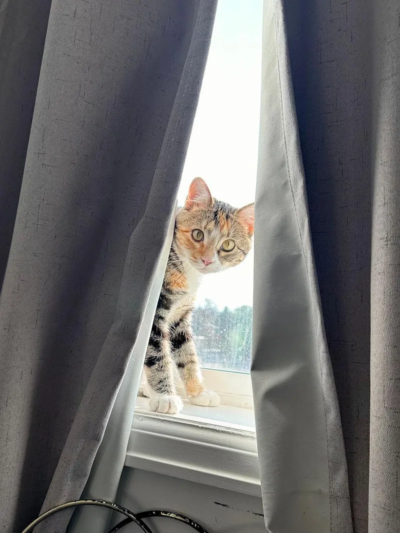An adult medium-sized female Calico Domestic Short Hair cat named Carnita for adoption in Lakewood, CO