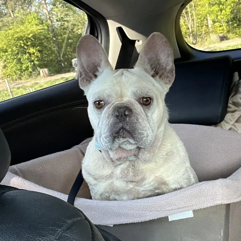 An adult small-sized female White / Cream Mixed Breed dog named Francesca for adoption in Rockville, MD