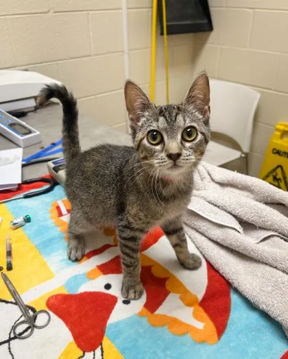 A baby small-sized female Domestic Short Hair cat named Bug for adoption in Westland, MI