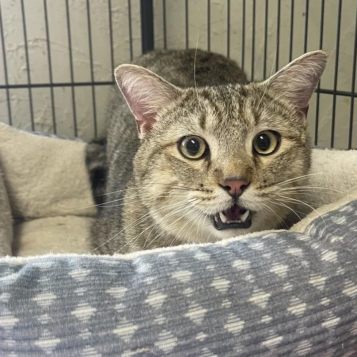 A young large-sized male Brown / Chocolate Domestic Short Hair cat named Marty for adoption in Tulsa, OK
