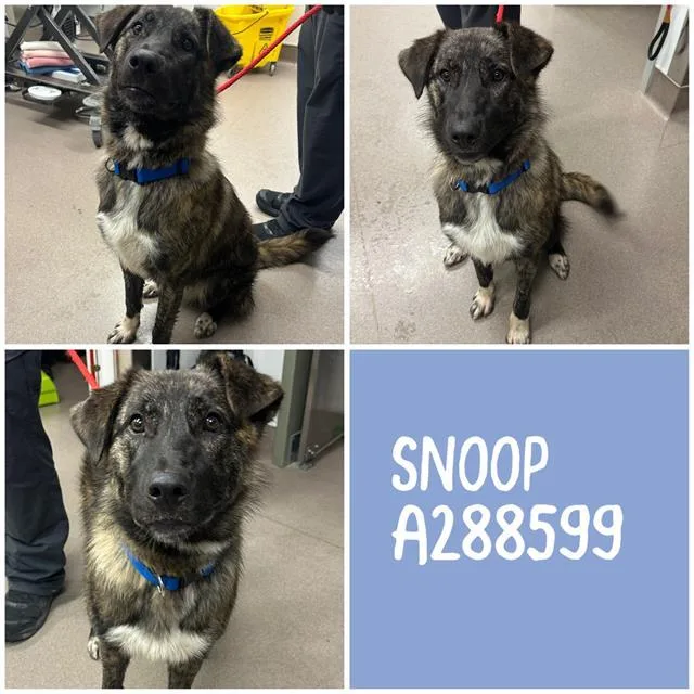 A young large-sized male Mixed Breed dog named Snoop for adoption in Macon, GA