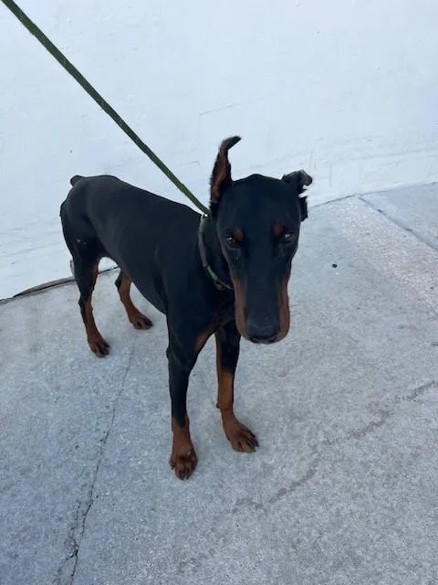 A young large-sized male Doberman Pinscher dog named Kaiser for adoption in Miami, FL