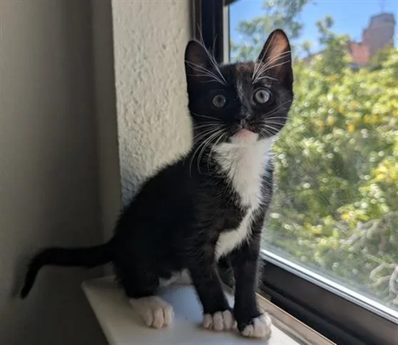 A baby small-sized male Domestic Short Hair cat named Grass Wonder for adoption in Santa Clara, CA
