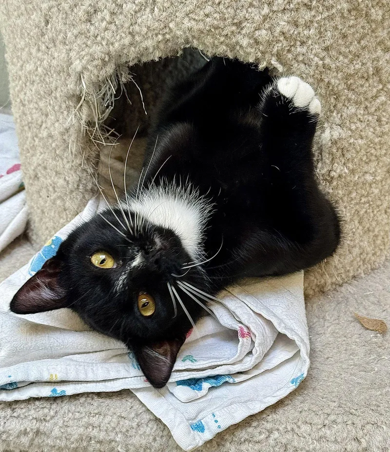 A young small-sized male Black & White / Tuxedo Domestic Short Hair cat named Sailor for adoption in Texarkana, TX