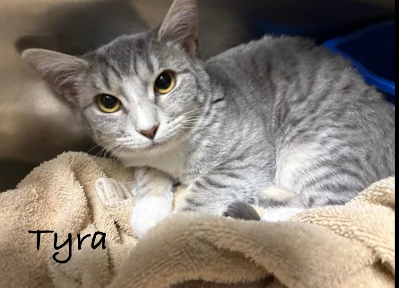 A baby large-sized female Domestic Short Hair cat named Tyra for adoption in Dalton, GA