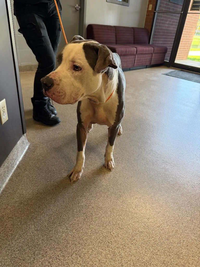An adult medium-sized male Pit Bull Terrier dog named Enzo for adoption in Troy, OH