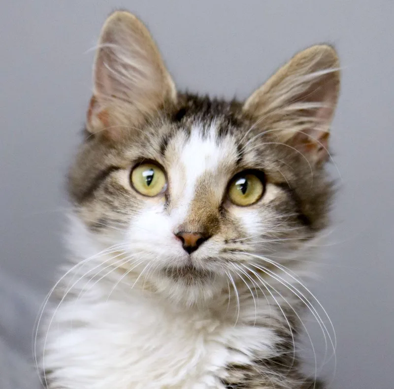A baby medium-sized male Domestic Medium Hair cat named Dilbert for adoption in Kansas City, KS