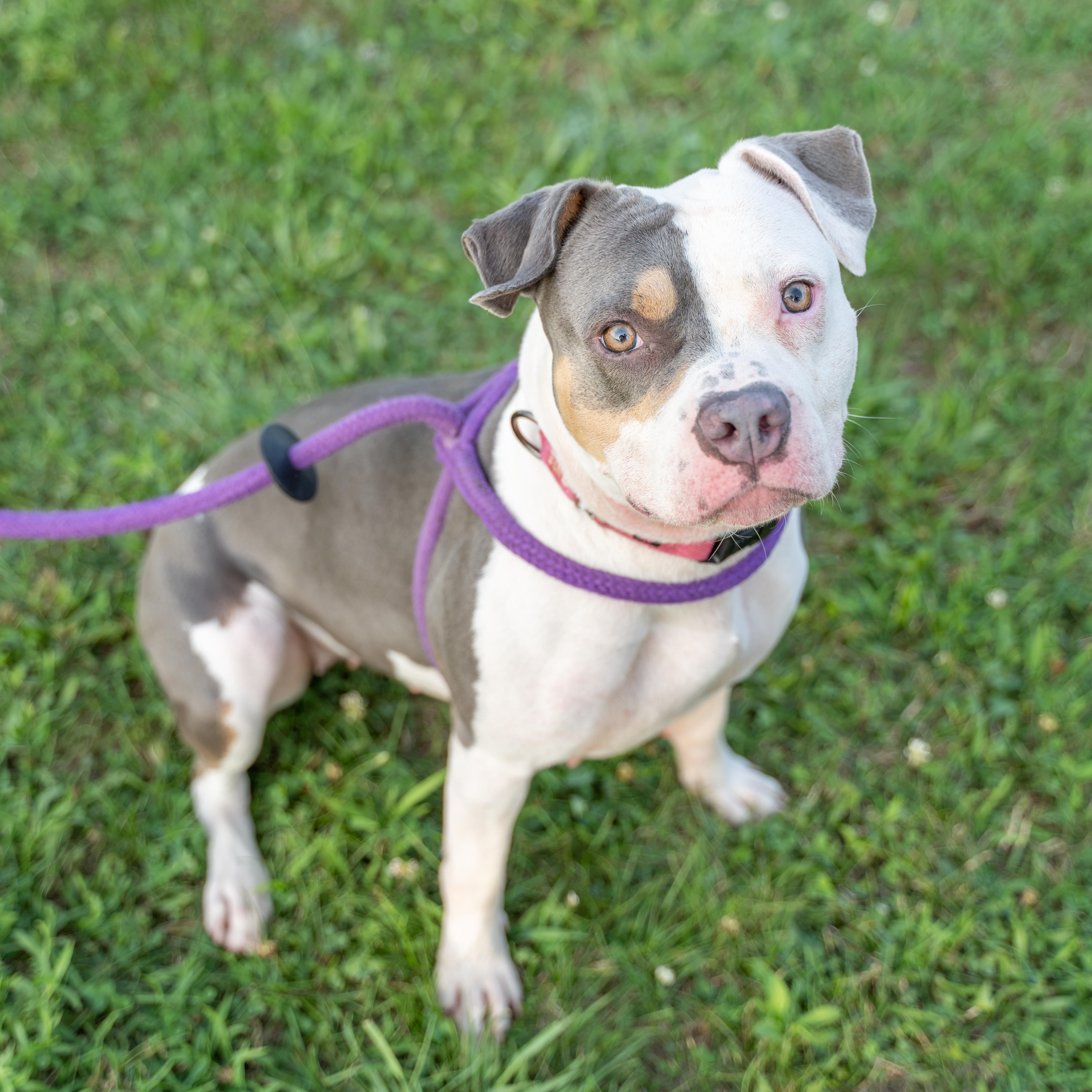 An adult large-sized female Gray / Blue / Silver Pit Bull Terrier dog named Athena for adoption in Dillsburg, PA