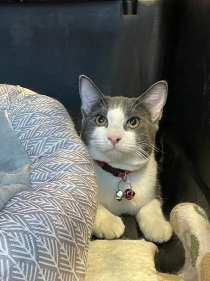An adult medium-sized male White Domestic Short Hair cat named Tom for adoption in El Paso, TX