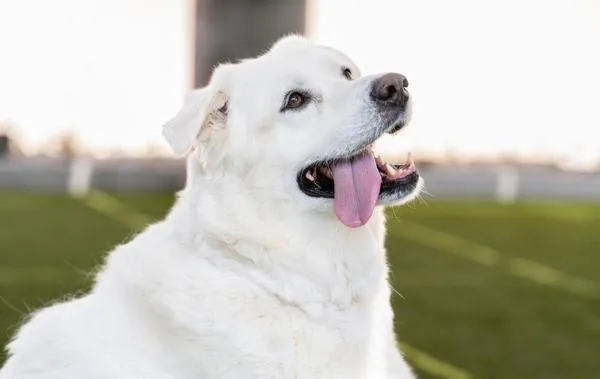 Gus