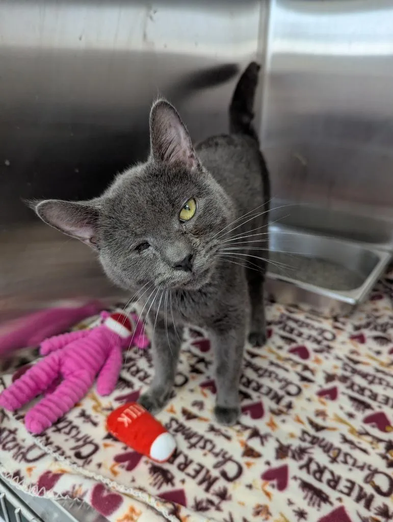 A young medium-sized male Domestic Short Hair cat named Wonder for adoption in Hartsville, SC