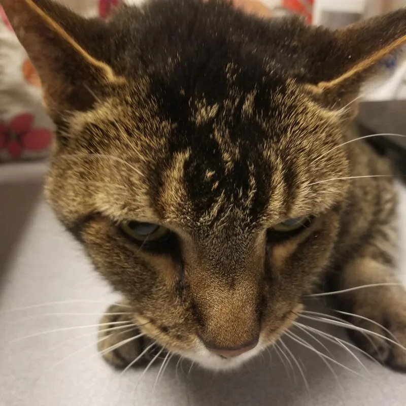 A senior large-sized male Brown / Chocolate Domestic Short Hair cat named Chaco for adoption in Taos, NM