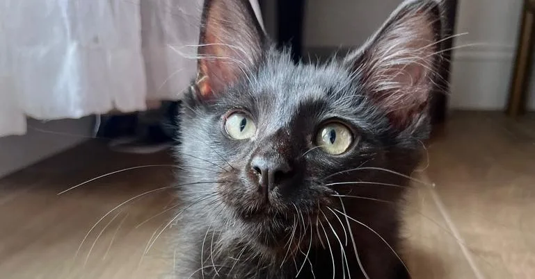 Owen Grady thumbnail 2