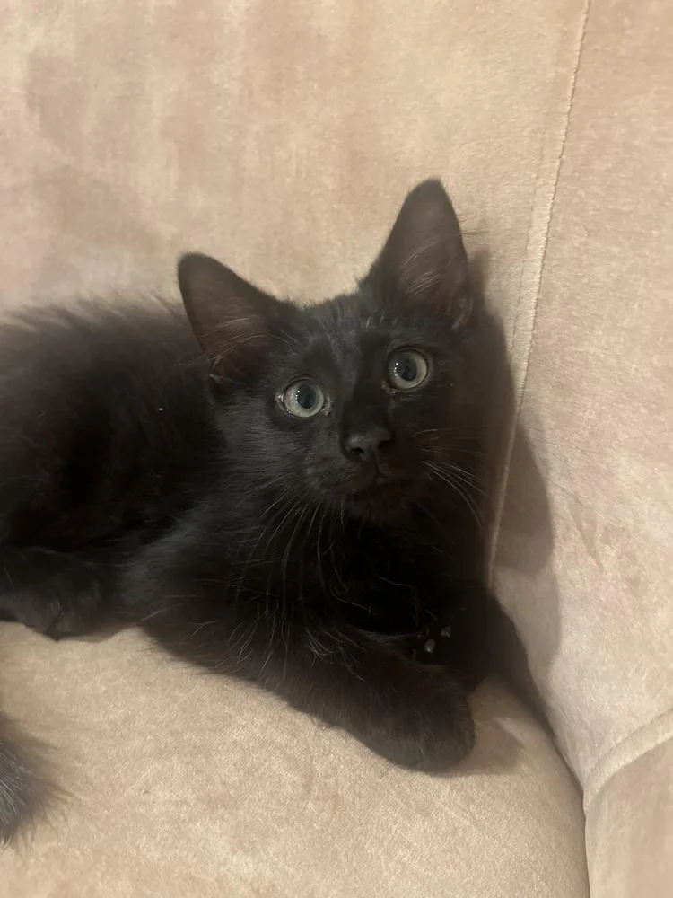 Owen Grady thumbnail 3