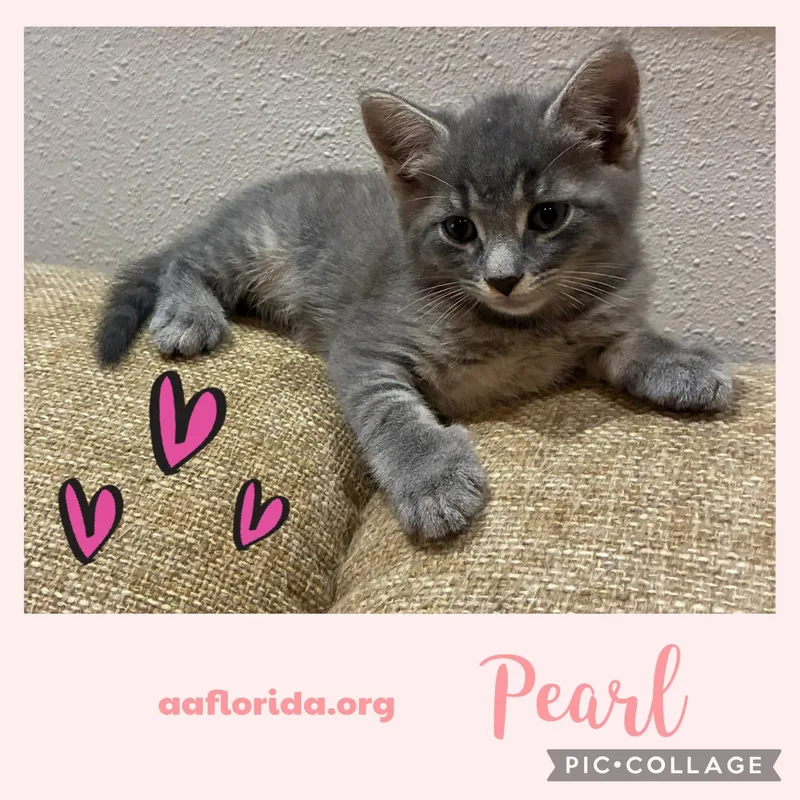 A young medium-sized female Gray / Blue / Silver Tabby cat named Pearl for adoption in Pensacola, FL