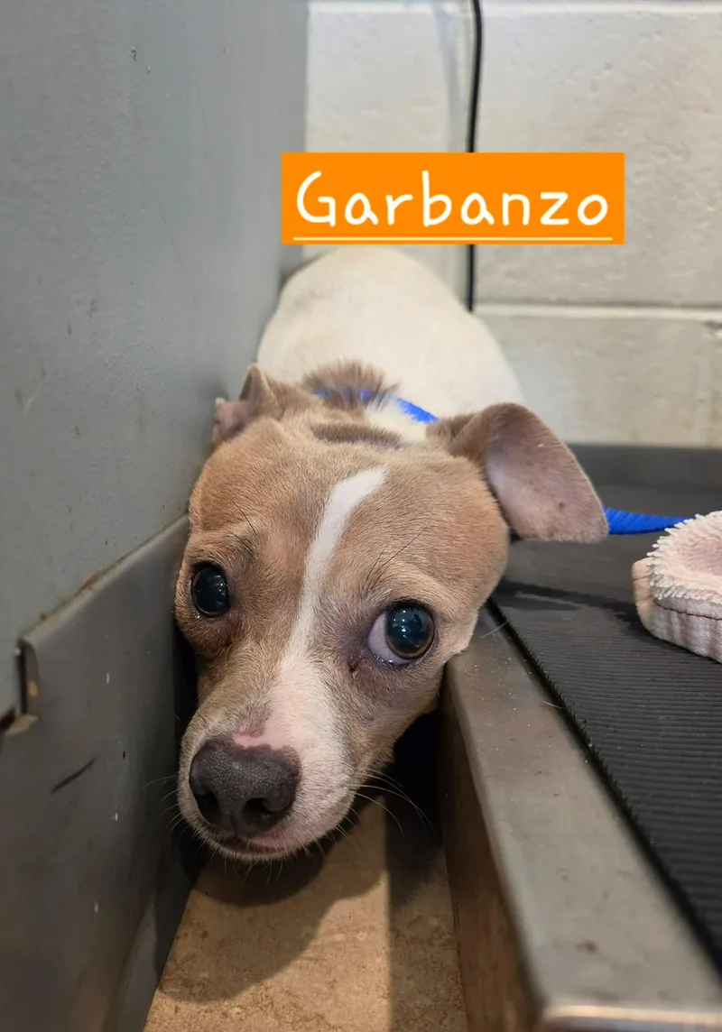 An adult small-sized male Yellow / Tan / Blond / Fawn Chihuahua dog named Garbanzo for adoption in Sparta, WI