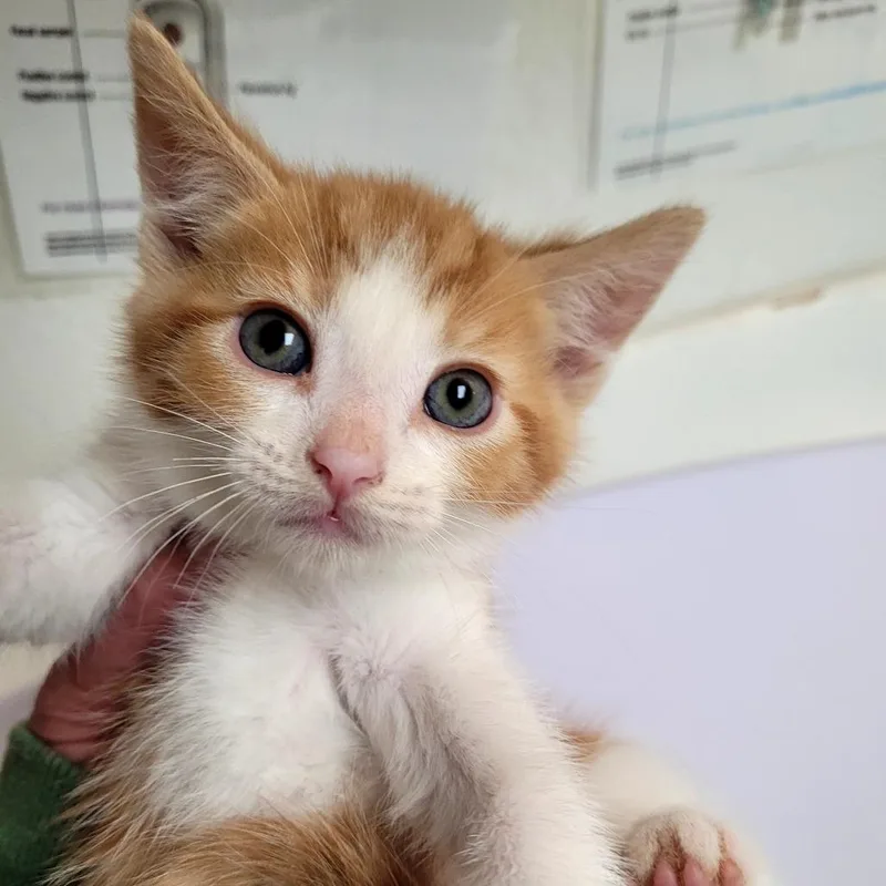 A baby small-sized male Domestic Short Hair cat named Thunder for adoption in Allyn, WA