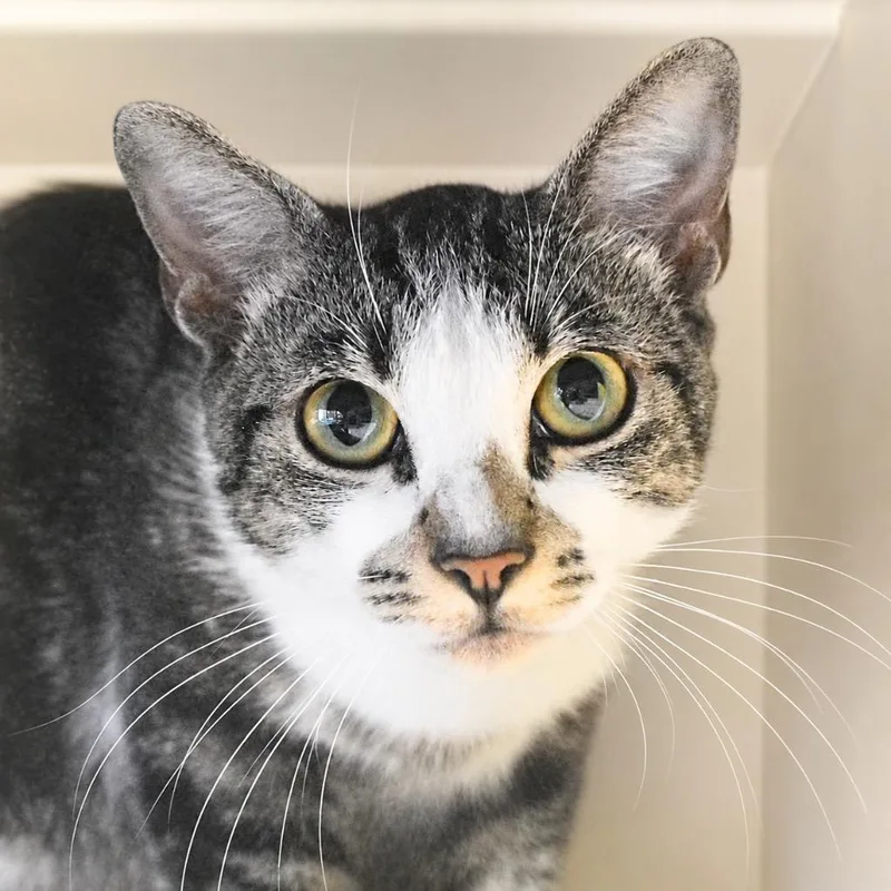 A baby medium-sized male Domestic Short Hair cat named Sebastian for adoption in Saint Petersburg, FL