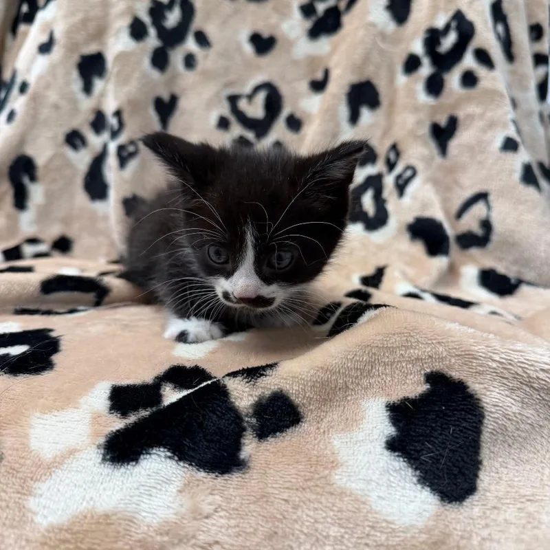 A baby small-sized female Black Domestic Short Hair cat named Oreo for adoption in Parkersburg, WV