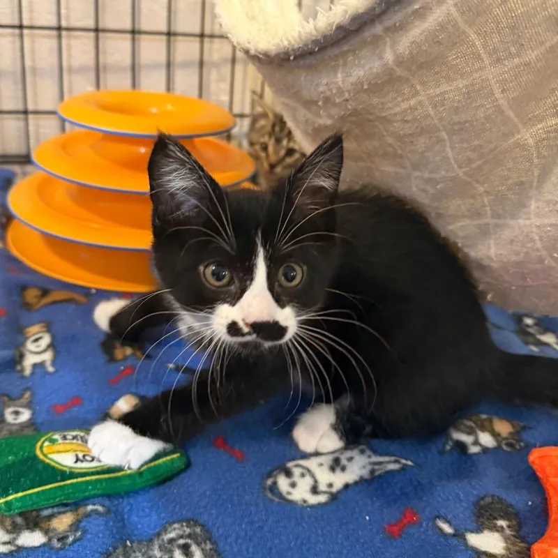Oreo thumbnail 3