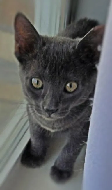 A baby medium-sized female Gray / Blue / Silver Domestic Short Hair cat named Bailey for adoption in Ocean Springs, MS