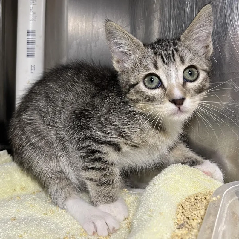A baby small-sized female Gray / Blue / Silver Domestic Short Hair cat named Buttercup for adoption in Palm Springs, CA
