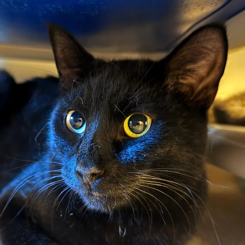 A young medium-sized male Black Domestic Short Hair cat named Pursley for adoption in Salisbury, MA
