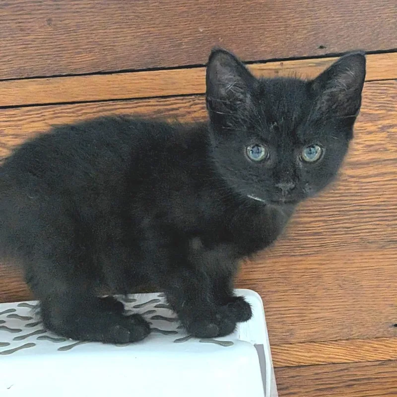 A baby small-sized male Black Domestic Short Hair cat named Voidcat for adoption in Fredericksburg, VA